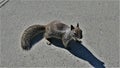 Young Squirrel Standing on Concrete in the Sunlight