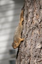 Young squirrel Royalty Free Stock Photo