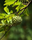 young srikaya fruit with green scales and a dark background