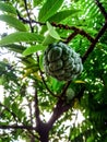 Young srikaya fruit with green stem