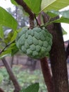 Young srikaya fruit