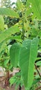 young srikaya leaves and fruit