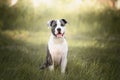 Young Stafford sitting in a meadow. The American Staffordshire terrier is a dog breed that has ancestors in English bulldogs and t Royalty Free Stock Photo