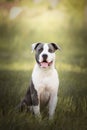 Young Stafford sitting in a meadow. The American Staffordshire terrier is a dog breed that has ancestors in English bulldogs and t Royalty Free Stock Photo