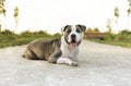 Young Stafford sitting in a meadow. The American Staffordshire terrier is a dog breed that has ancestors in English bulldogs and t Royalty Free Stock Photo