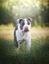 Young Stafford sitting in a meadow. The American Staffordshire terrier is a dog breed that has ancestors in English bulldogs and t Royalty Free Stock Photo