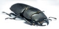 Young stag beetle Royalty Free Stock Photo