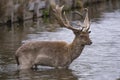 Young stag deer braving the cold water