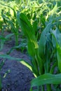 Young stalks of corn grow on the field