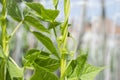 Young stalks of a string bean