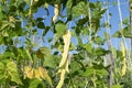 Young stalks of a string bean blossom