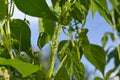 Young stalks of a string bean