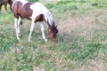 Young stallion grazing on a pasture at spring day.