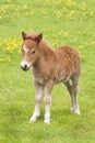 Young Stallion Horse Foal