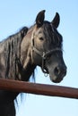 Young stallion looking over the corral fence Royalty Free Stock Photo
