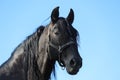 Young stallion looking over the corral fence Royalty Free Stock Photo