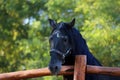 Young stallion looking over the corral fence Royalty Free Stock Photo