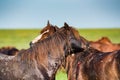 Young stallions fight and bite each other