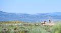 Young Stallions Sparring In Sandwash Basin