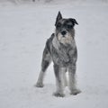 Young standard schnauzer