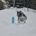 Young standard schnauzer