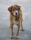 Young standing lonely stray dog