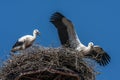 Young stark in nest