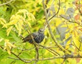 Young starling bird on green plant , Lithuania