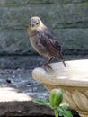 Young Starling on a birdbath