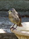 Young Starling on a birdbath