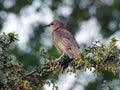 Young starling on a branch