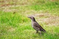 Young starling on green grass Royalty Free Stock Photo