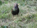 Young starling among last year`s grass in spring Royalty Free Stock Photo
