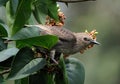 Young starling in Lilac tree.