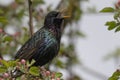 young starling with open beak