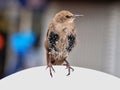 Young Starling Perched on a Cafe Chair