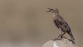 Young Starling Perching on Rock Singing