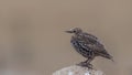 Young Starling Perching on Rock
