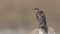 Young Starling on Rock Singing