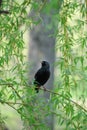 Young starling sits on branch of willow.