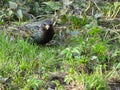 Young starling among spring grass on blurry background Royalty Free Stock Photo