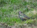 Young starling among spring grass on blurry background Royalty Free Stock Photo