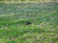 Young starling among spring grass on blurry background of spring park Royalty Free Stock Photo