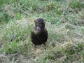 Young starling among spring grass on blurry background of meadow Royalty Free Stock Photo