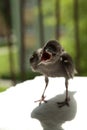 Young starling