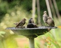 Young Starlings bathing