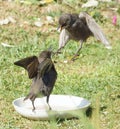 Young Starlings squabbling - Angry birds Royalty Free Stock Photo
