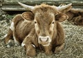 Young Steer Royalty Free Stock Photo