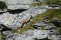 A young steinbock climbing on the rocks in the mountains