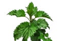 Young stem of common nettle with green leaves, isolated on white or transparent background